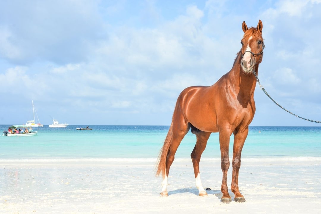 Meet Our Horses Zanzibar Horse Club